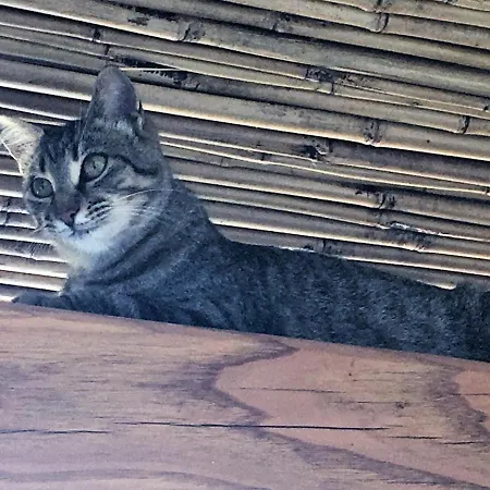 Country Monigio 山林小屋 Quattro Pani